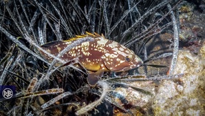 Mérou brun / Cernia Mérou brun / Cernia