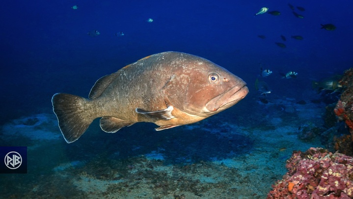 Mérou brun / Cernia Mérou brun / Cernia