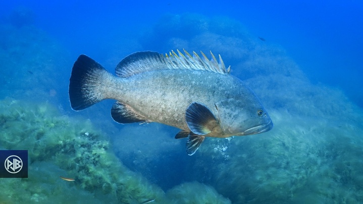 Mérou brun / Cernia Mérou brun / Cernia