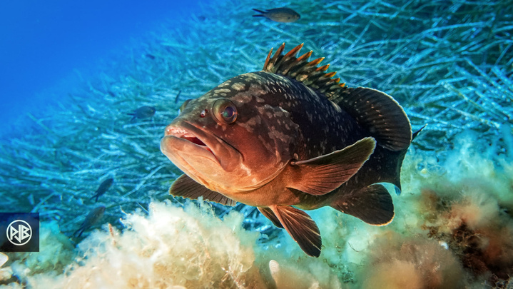 Mérou brun / Cernia Mérou brun / Cernia