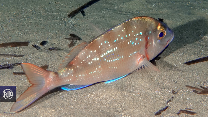 Pagre commun / Paragu Pagre commun / Paragu