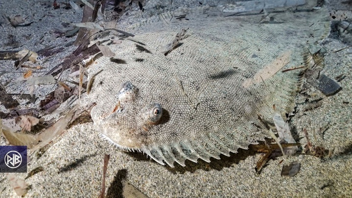 Sole commune / Sogliola Sole commune / Sogliola