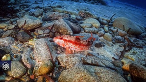 Rouget barbet de roche / Triglia Rouget barbet de roche / Triglia
