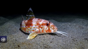 Rouget barbet de roche / Triglia Rouget barbet de roche / Triglia