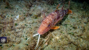 Rouget barbet de roche / Triglia Rouget barbet de roche / Triglia