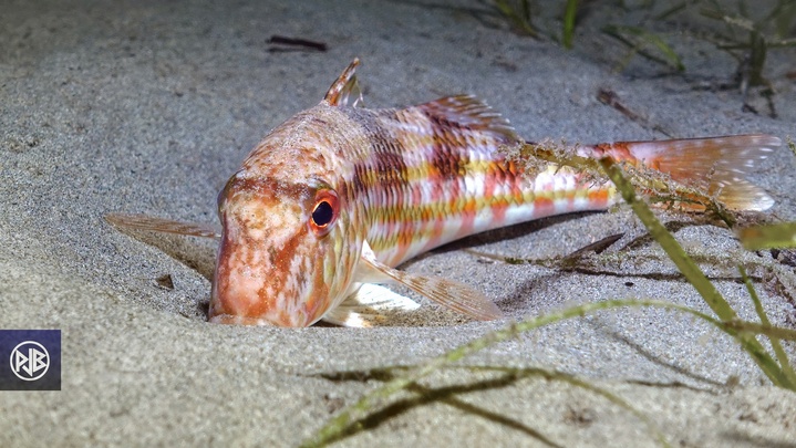 Rouget barbet de roche / Triglia Rouget barbet de roche / Triglia