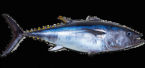 Thon rouge / Tunu Thon rouge / Tunu