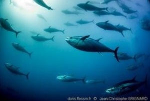 Thon rouge / Tunu Thon rouge / Tunu