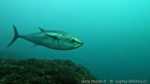 Thon rouge / Tunu Thon rouge / Tunu