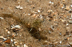 Crevette grise européenne Crevette grise européenne