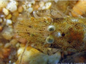 Crevette grise européenne Crevette grise européenne