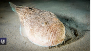 LES ESPECES DANGEREUSES LES ESPECES DANGEREUSES