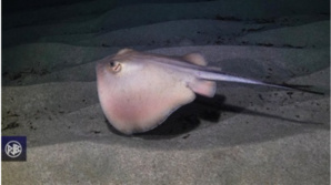 LES ESPECES DANGEREUSES LES ESPECES DANGEREUSES