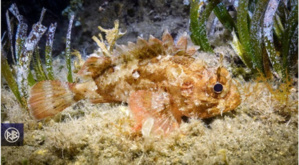 LES ESPECES DANGEREUSES LES ESPECES DANGEREUSES