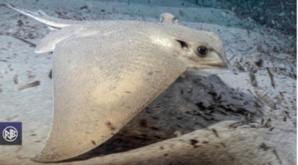 LES ESPECES DANGEREUSES LES ESPECES DANGEREUSES