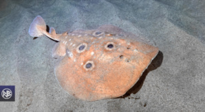 LES ESPECES DANGEREUSES LES ESPECES DANGEREUSES