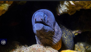 LES ESPECES DANGEREUSES LES ESPECES DANGEREUSES