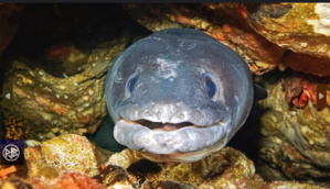 LES ESPECES DANGEREUSES LES ESPECES DANGEREUSES