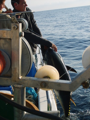 Pêche aux pélagiques avec Sébastien Rialland