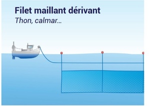 Interdiction totale d'utiliser les filets maillants dérivants