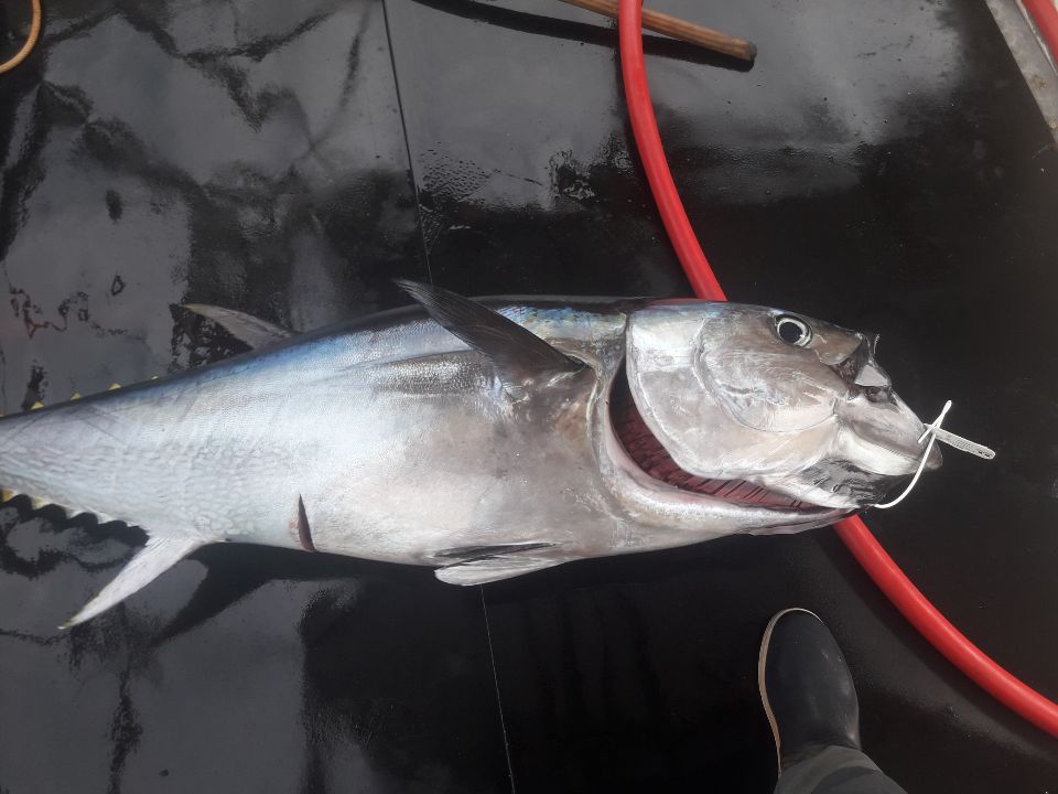 Belle prise, ce magnifique Thon Rouge de Méditérranée pêché à la palangre par le pêcheur professionnel, Jean Do Marras, titulaire de l'AEP TRMCL