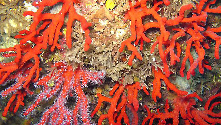 Demande d'autorisation de pêche au corail