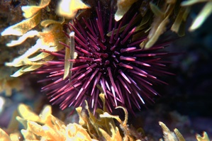 Réglementation de la pêche aux oursins en Corse