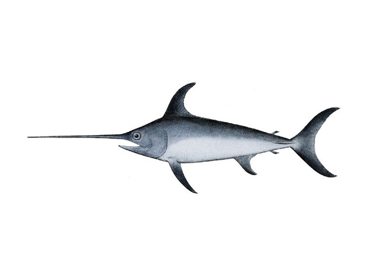 L'espadon / Pesciu spada L'espadon / Pesciu spada