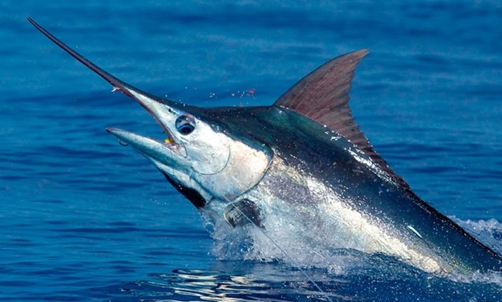 L'espadon / Pesciu spada L'espadon / Pesciu spada