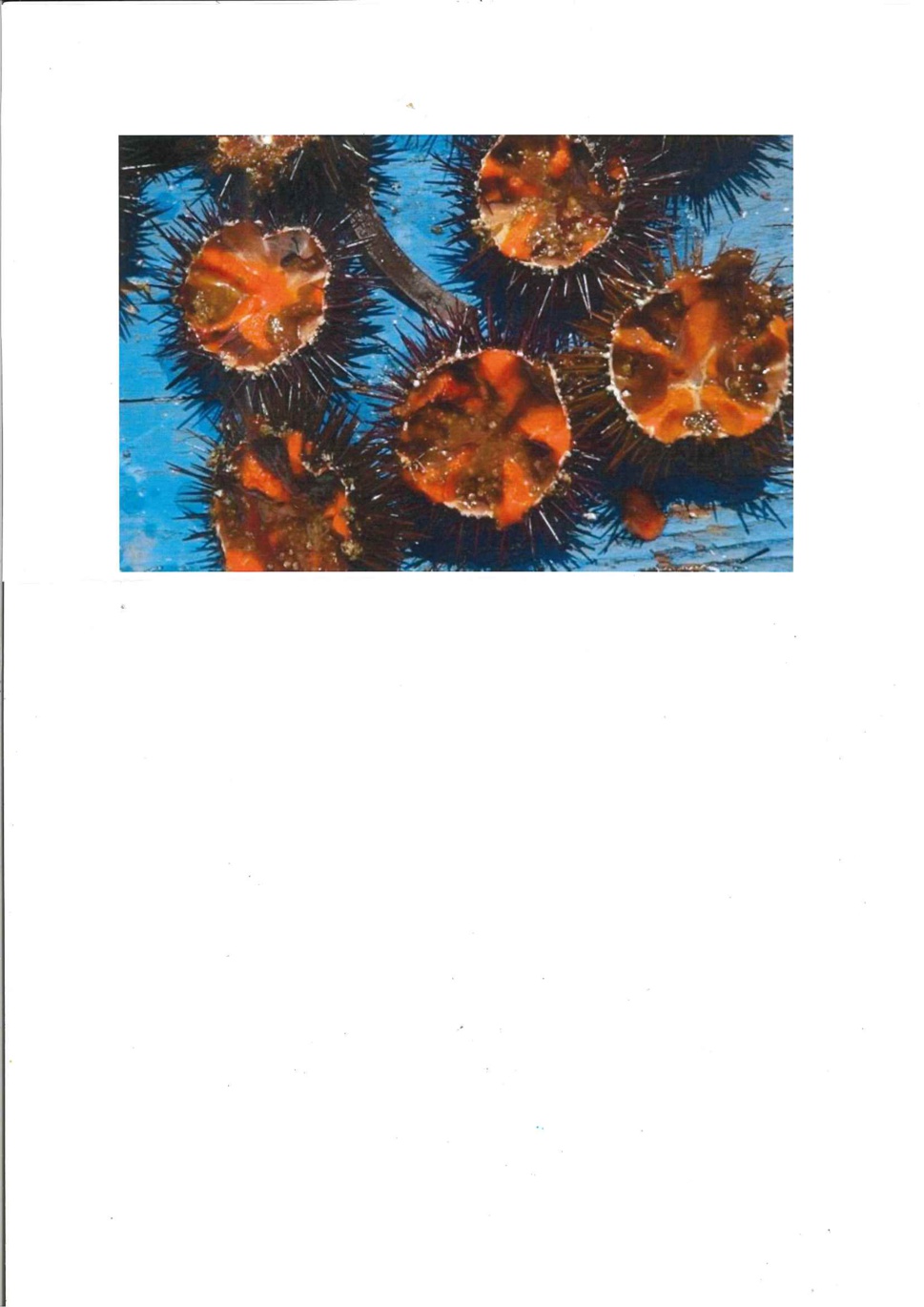 OURSIN 2020.2021 OURSIN 2020.2021