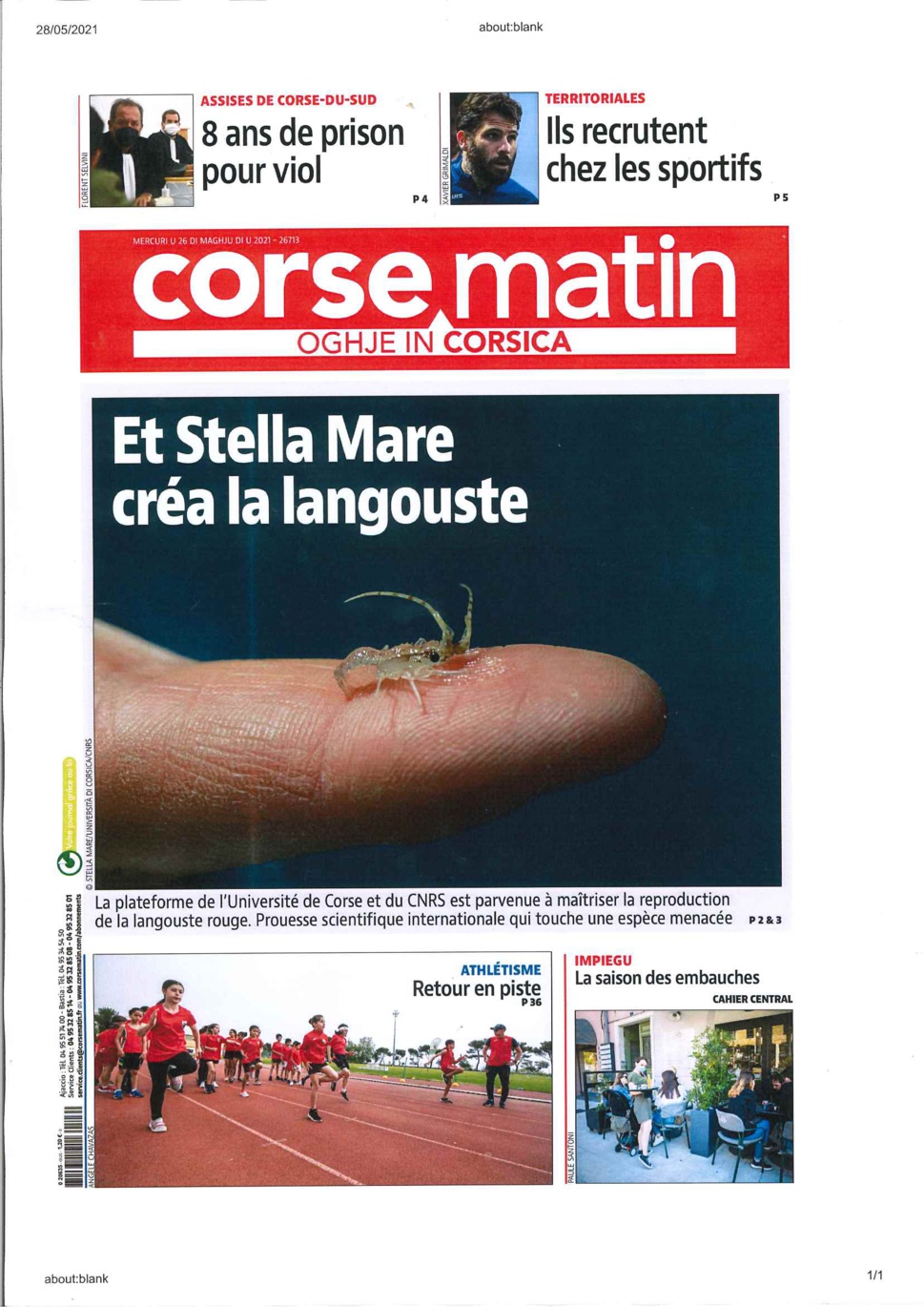 Langouste Stella Mare