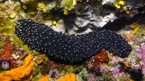 Réglementation sur les holothuries Réglementation sur les holothuries