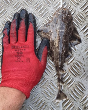 CORSIC'ANGE CORSIC'ANGE