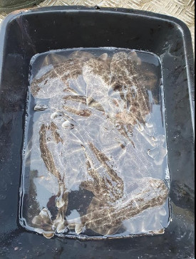 CORSIC'ANGE CORSIC'ANGE