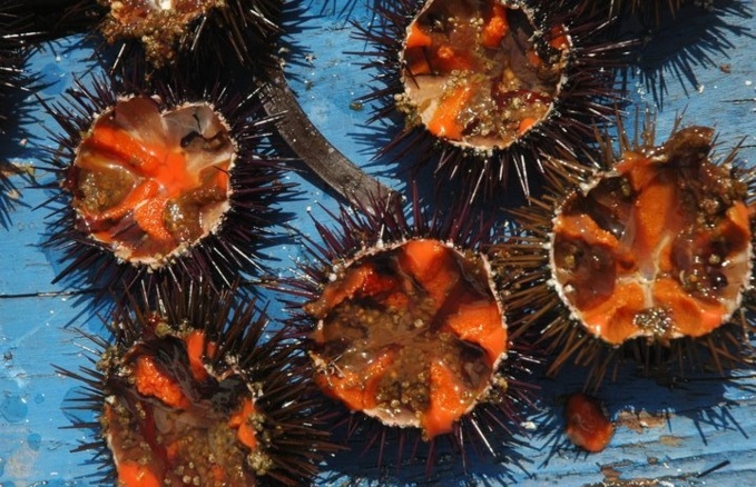 OURSIN 2022 OURSIN 2022