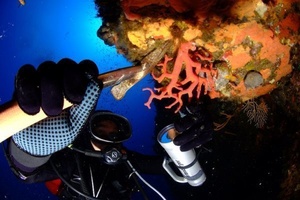 Le métier de Corailleur Le métier de Corailleur