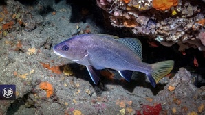 Corb / Corbu Corb / Corbu