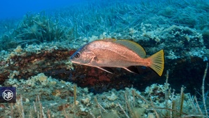 Corb / Corbu Corb / Corbu