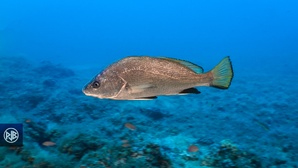 Corb / Corbu Corb / Corbu