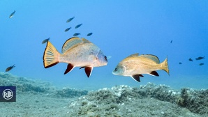 Corb / Corbu Corb / Corbu