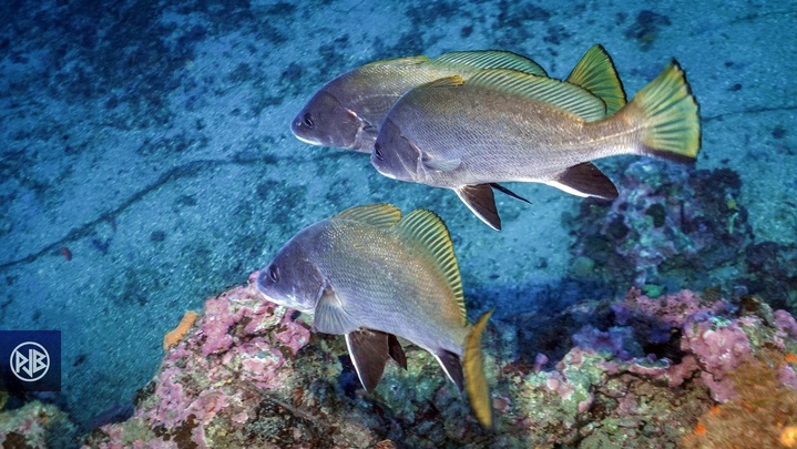 Corb / Corbu Corb / Corbu