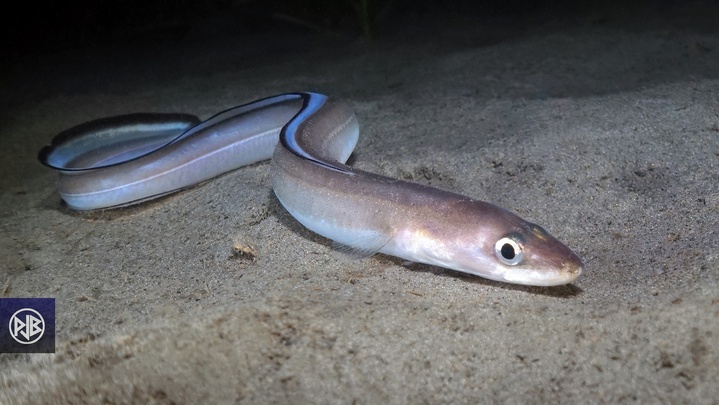 Congre commun / Congru Congre commun / Congru