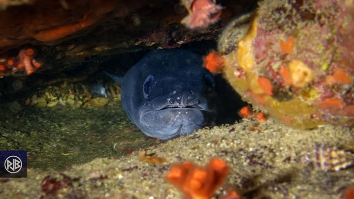 Congre commun / Congru Congre commun / Congru