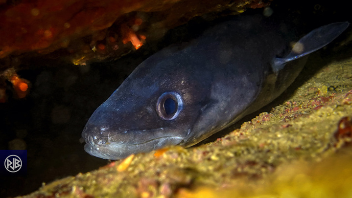 Congre commun / Congru Congre commun / Congru