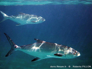 Liche-Amie / Liscia Liche-Amie / Liscia