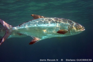 Liche-Amie / Liscia Liche-Amie / Liscia