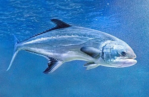 Liche-Amie / Liscia Liche-Amie / Liscia