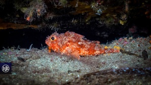Petite rascasse rouge / Scorpina