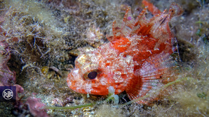 Petite rascasse rouge / Scorpina