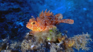 Petite rascasse rouge / Scorpina